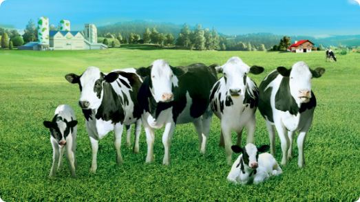 Sütaş - Lojistik İş Ortaklığı